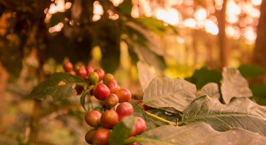 primer plano de las bayas que crecen en el arbol